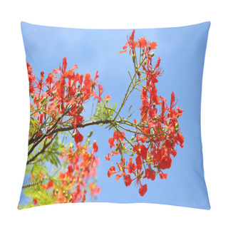Personality  Flame Tree Or Royal Poinciana Tree Pillow Covers