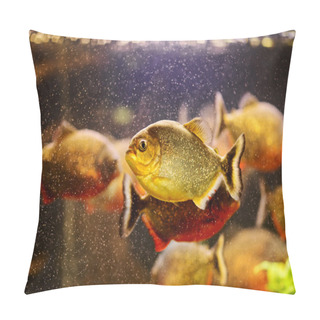 Personality  Red Piranha (Serrasalmus Nattereri) Swimming Underwater Pillow Covers