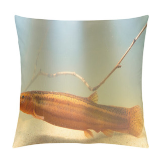 Personality  Overview Of A European Weather Loach Pillow Covers