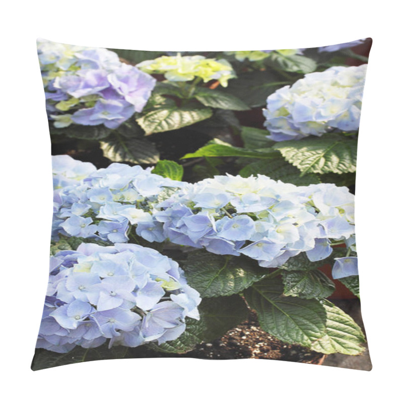 Personality  beautiful blue hydrangea bush / Bigleaf Hydrangea (Hydrangea macrophylla) pillow covers