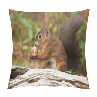 Personality  European Red Squirrel (sciurus Vulgaris) In Beautiful Natural Se Pillow Covers