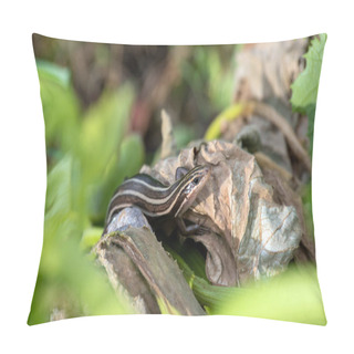 Personality  A Common Five Lined Skink Lizard Stands Still For A Photograph With A Nice Bokeh Effect. Pillow Covers