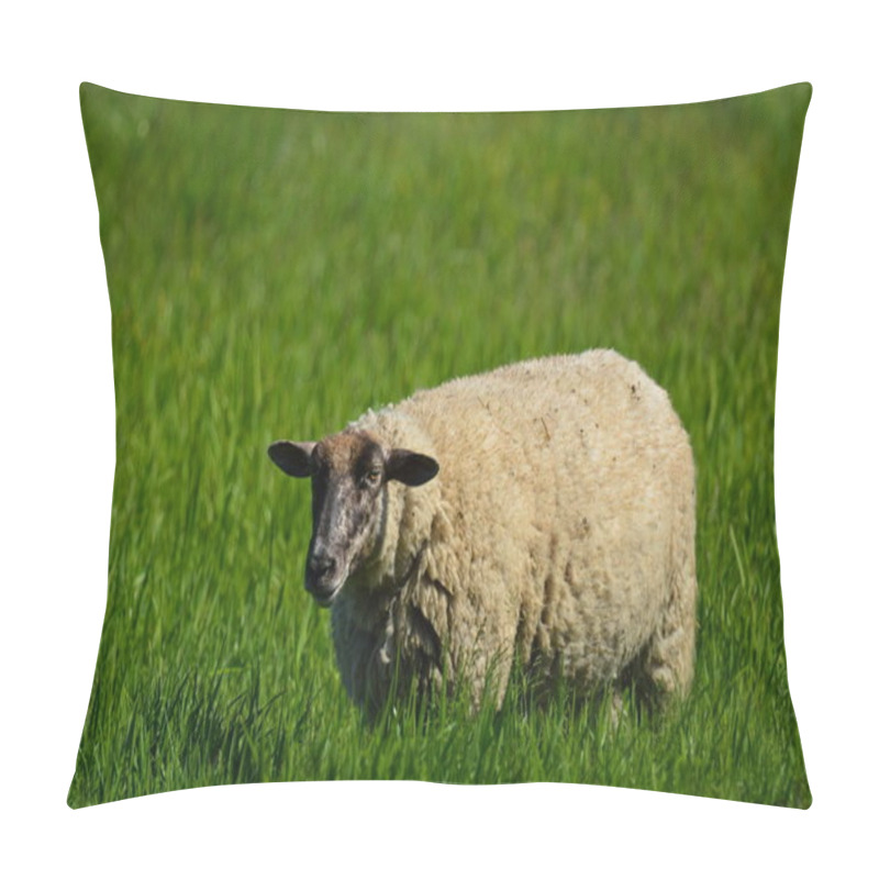 Personality  Sheep In Spring Pasture Pillow Covers