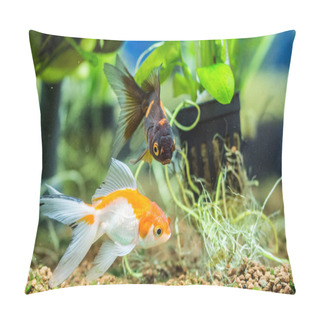 Personality  Goldfish In Aquarium - Carassius Auratus Pillow Covers