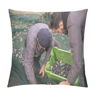 Personality  Italy. Farmers At Work In Harvesting Olives In The Countryside Pillow Covers