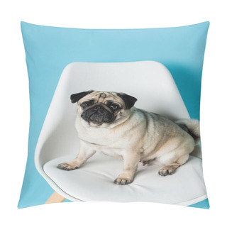 Personality  Funny Pug Dog Looking At Camera While Sitting On White Chair On Blue Background Pillow Covers