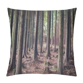 Personality  Ladock Wood In Cornwall Uk Back Lit Pillow Covers