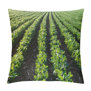 Personality  View Looking Down Rows Of Soybeans, Beans, At Dawn Pillow Covers