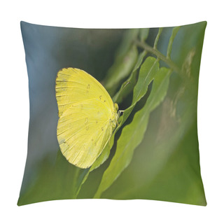 Personality  Yellow Butterfly Rest On Fern Leaf Pillow Covers