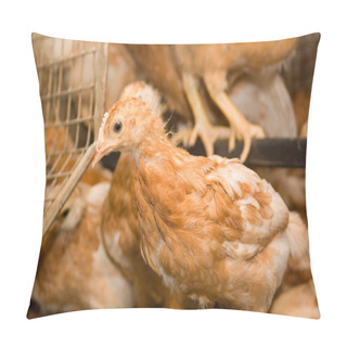 Personality  Modern Chicken Farm, Production Of White Meat. Brown Chickens Pillow Covers