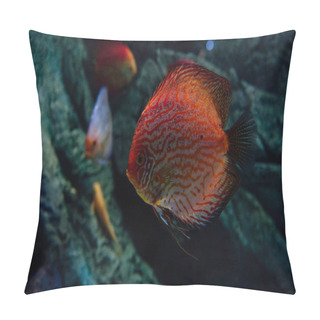 Personality  Selective Focus Of Goldfish Swimming Under Water In Aquarium Pillow Covers