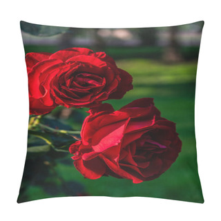 Personality  Two Red Roses In The Garden, Close Up Flowers Pillow Covers