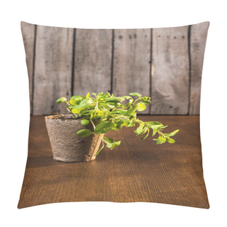 Personality  Green Oregano Growing Pillow Covers