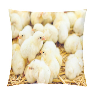 Personality  Indoors Chicken Farm, Chicken Feeding, Large Egg Production Pillow Covers