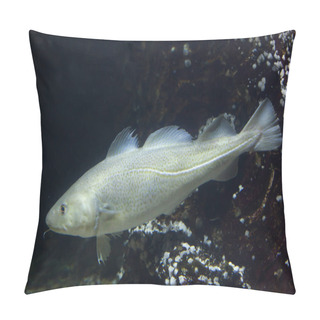 Personality  Atlantic Cod In Aquarium Pillow Covers