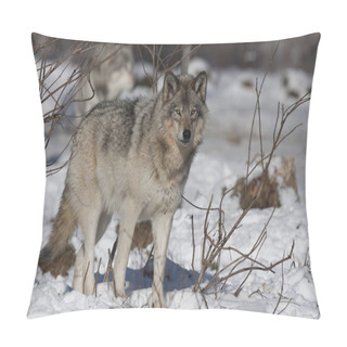 Personality  A Lone Timber Wolf Or Grey Wolf (Canis Lupus) Isolated On White Background Walking In The Winter Snow In Canada Pillow Covers
