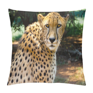 Personality  Close Up Of Cheetah Staring Into Camera Pillow Covers
