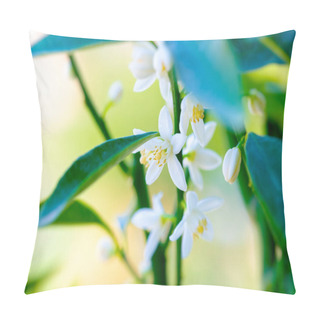 Personality  Mandarin Blooming Tree, Beautiful Gentle White Flowers On Fresh Green Tree, Abstract Natural Background, Spring Time Seaso Pillow Covers