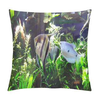 Personality  Angelfish And Blue Gourami In Tropical Aquarium Pillow Covers