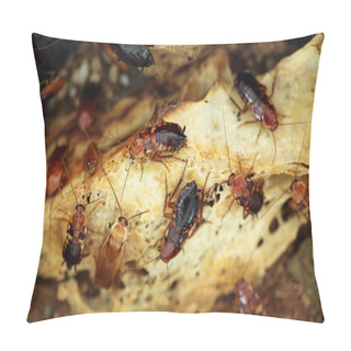 Personality  Turkestan Cockroaches (Blatta Lateralis) Pillow Covers
