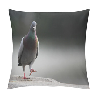 Personality  Pigeon Pillow Covers