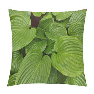 Personality  A Closeup Of Green Hosta Leaves Pillow Covers