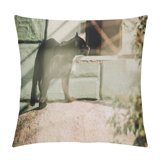 Personality  Selective Focus Of Beautiful Black Panther At Zoo Pillow Covers