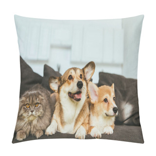 Personality  Welsh Corgi Dogs And British Longhair Cat On Sofa At Home Pillow Covers