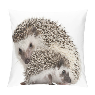 Personality  Four-toed Hedgehogs, Atelerix Albiventris, 3 Weeks Old, In Front Of White Background Pillow Covers
