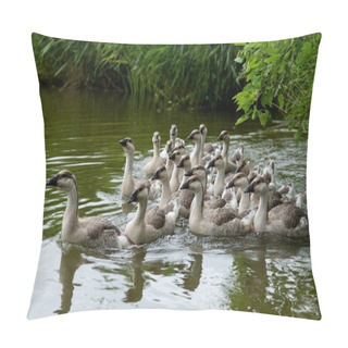 Personality  Domestic Gooses Swimming In Water Pillow Covers