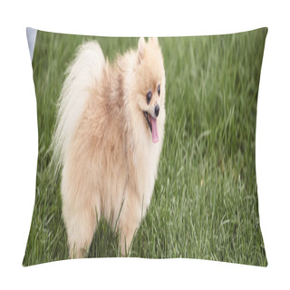 Personality  Fluffy And Playful Pomeranian Spitz Walking On Green Grass In Park, Doggy Happiness, Banner Pillow Covers