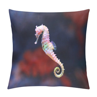 Personality  A Seahorse (Hippocampus) Swimming Pillow Covers