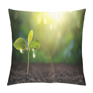 Personality  New Life Young Plant In Sunlight. Gardening Pillow Covers