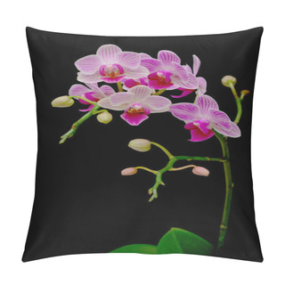 Personality  Beautiful Orchids Blooming Branch On A Black Background Pillow Covers