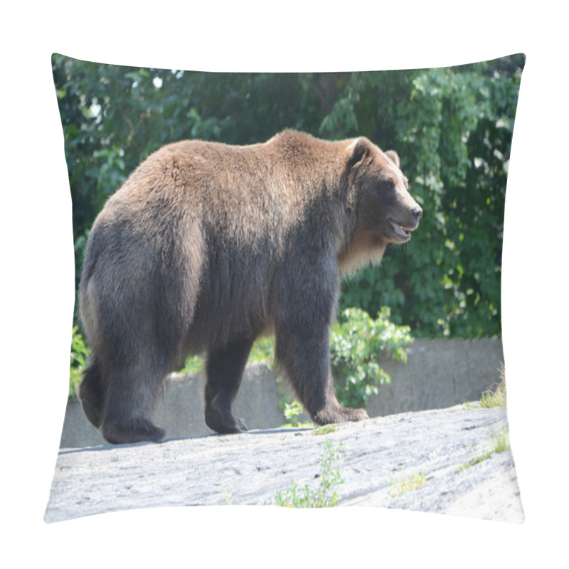 Personality  Grizzly Bear - isolated pillow covers