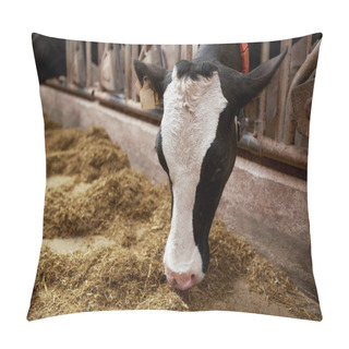Personality  Cow Eating Hay In Cowshed On Dairy Farm Pillow Covers