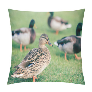 Personality  Domestic Ducks On Green Grass Pillow Covers