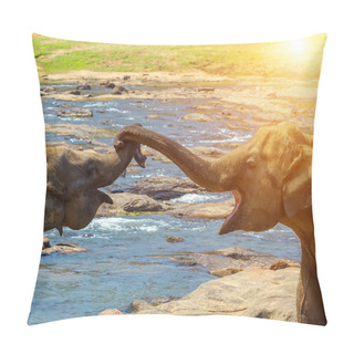 Personality  Elephants Playing With Their Trunks Side View Orphanage In River Stream, Sri Lanka At Sunset Pillow Covers