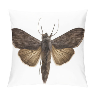 Personality  Shark Moth Pillow Covers
