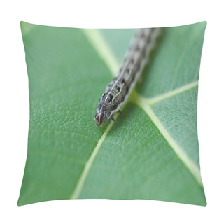 Personality  Close Up Of Common Cutworm On Leaves Pillow Covers