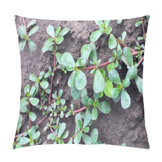 Personality  In Nature, In The Soil, Like A Weed Grows Purslane (Portulaca Oleracea) Pillow Covers