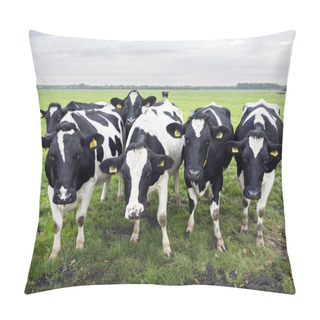 Personality  Curious Black And White Cows In Dutch Meadow Pillow Covers