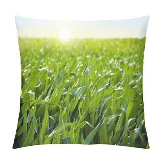 Personality  Corn Field In Sunset - Maize Pillow Covers