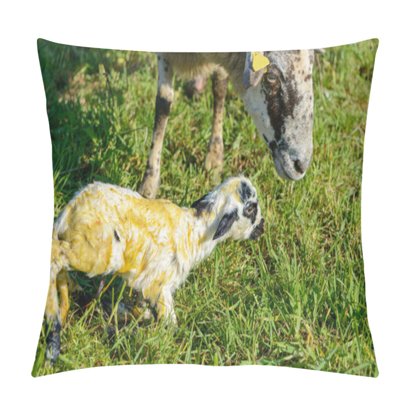 Personality  Detail of a newborn sheep in a field of grasses pillow covers