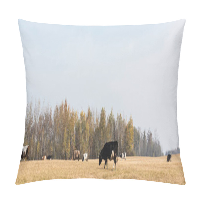 Personality  panoramic orientation of herd of bulls and cows standing in field  pillow covers