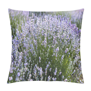 Personality  Beautiful Violet Lavender Flowers In Field Pillow Covers