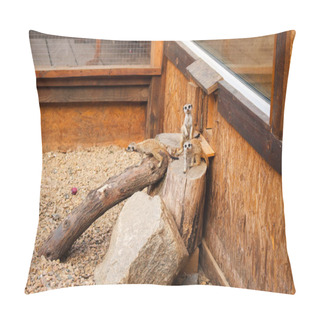 Personality  Meerkats (surikats) Wild Animals In The Cage Of Zoo Pillow Covers