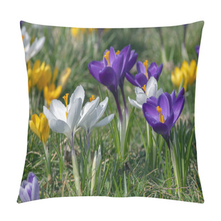 Personality  Field Of Flowering Crocus Vernus Plants, Group Of Bright Colorful Early Spring Flowers In Bloom, Beautiful Ornamental Springtime Garden Pillow Covers