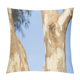 Personality  Eucalyptus Gumtree Australia Pillow Covers