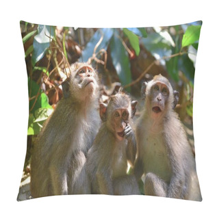 Personality  Family Of Monkeys Resting, Close Up Pillow Covers
